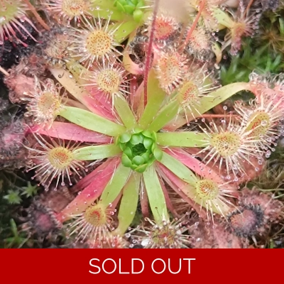 Drosera pulchella x omissa, 10+ gemmae